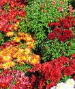 Garden Mums Royalty Free Stock Photo
