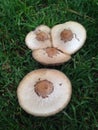 Garden Mushrooms