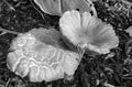 Garden Mushrooms in Mulch