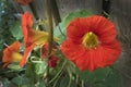 Garden Nasturtium Royalty Free Stock Photo
