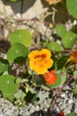 Garden nasturtium