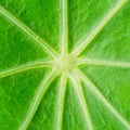 Center of the fresh leaf of garden nasturtium, Tropaeolum majus Royalty Free Stock Photo