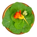 Garden nasturtium, leaves, flower and unripe seed pod in wooden bowl Royalty Free Stock Photo