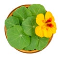 Garden nasturtium, rounded leaves and bright yellow flower in a wooden bowl Royalty Free Stock Photo