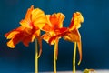 Garden nasturtium orange flower Tropaeolum majus Royalty Free Stock Photo