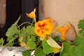 Garden nasturtium or Tropaeolum majus annual flowering plant with disc shaped leaves and bicolor light orange with red flowers Royalty Free Stock Photo