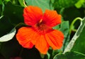 Garden nasturtium (Tropaeolum majus) Royalty Free Stock Photo