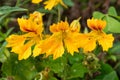 Garden nasturtium (tropaeolum majus) flowers Royalty Free Stock Photo