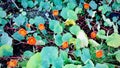 Garden nasturtium. Tropaeolum Majus. Royalty Free Stock Photo
