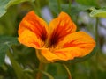 Garden nasturtium Tropaeolum majus Royalty Free Stock Photo