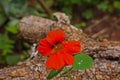 Garden Nasturtium (Tropaeolum majus) 9385 Royalty Free Stock Photo