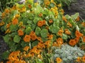 Garden nasturtiums, Tropaeolum majus, blooming in the garden