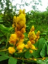 Garden Naturals yellow flowers and tree