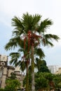 Garden near National Mosque