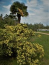 Garden near the sea.Mediterranean atmosphere ideal for meditation