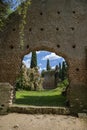 Garden of Ninfa in Italy with the arch of the ruins of a church. European smoketree o Cotinus Coggygria Albero della Nebbia.