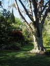 The Garden of Ninfa in Italy Royalty Free Stock Photo