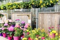 Garden nursery center filled with buttercups, daffodils and pans