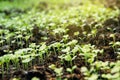 Garden nursery group little sprouts sapling of Chinese kale.