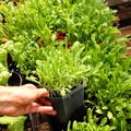 Garden nursery: hand holding plastic plant pot of Arugula or Rocket - also known as Rucola, Rugula, Colewort and Roquette salad