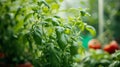 Garden Oasis: Thriving Basil and Tomato Plants Coexisting in a Greenhouse for Bountiful Organic Prod