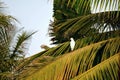 Garden by the ocean Gambia,white bird on the palm leaf