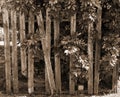 Worn Old leaning fence in the garden. a fence made of old planks. Bright sunny day. Outdoor. the leaves of the shrub