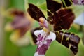 Details of the exotic flower from Oncidium Cleo`s Pride