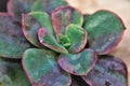 Details of the pink pearl echeveria succulent Royalty Free Stock Photo