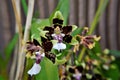 The exotic flowers of the Oncidium Cleo`s Pride orchid Royalty Free Stock Photo