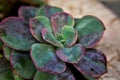 A succulent pink pearl echeveria in the vase Royalty Free Stock Photo