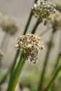 Garden onion seed head Royalty Free Stock Photo