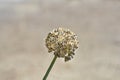 Garden onion seed head Royalty Free Stock Photo