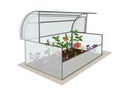 Garden open greenhouse with a crop of tomatoes. Growing vegetables and berries in the garden. Isolated object on a white