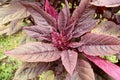 Garden Orach Atriplex hortensis, red amaranth with leaves, flowers, seeds. Quinoa twigs with young seed heads. Royalty Free Stock Photo