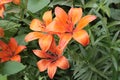 Garden orange lily blooms on a summer sunny day Royalty Free Stock Photo