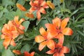 Garden orange lily blooms on a summer sunny day Royalty Free Stock Photo