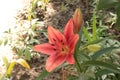 Garden orange lily blooms on a summer sunny day Royalty Free Stock Photo