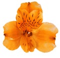 Garden orange orchid flower isolated on white background. Close-up. Macro. Element of design