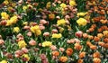 A Garden of Orange Princess and Yellow Pomponette Tulips