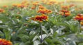 Garden of Orange Wildflowers