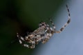Garden Orb Spider At Work Burning Midnight Oil, Detailed Macro Closeup, Large Night Scene