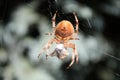 Garden Orb Weaver spider