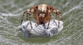 A garden orb-weaver spider meticulously wrapping its captured prey in a thick silk cocoon Royalty Free Stock Photo