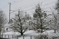 A garden or orchard with bare fruit trees and thin layer of snow. Royalty Free Stock Photo