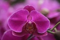 Garden Orchid phalaenopsis purple West Java