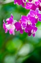 Garden Orchids Royalty Free Stock Photo