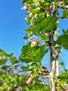 Gooseberry berry blossom bloom spring