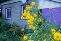 Yellow Rudbeckia flowers planted in front of a house, selective focus Royalty Free Stock Photo