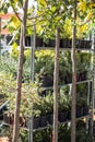 Garden, ornamental grasses and plants in the garden market on vertical shelves in pots Royalty Free Stock Photo